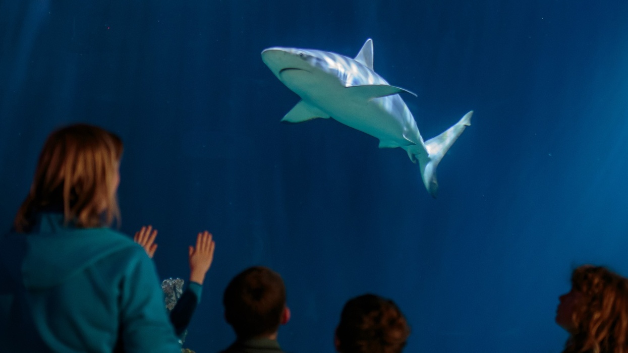 Beavers Sleepover The Deep