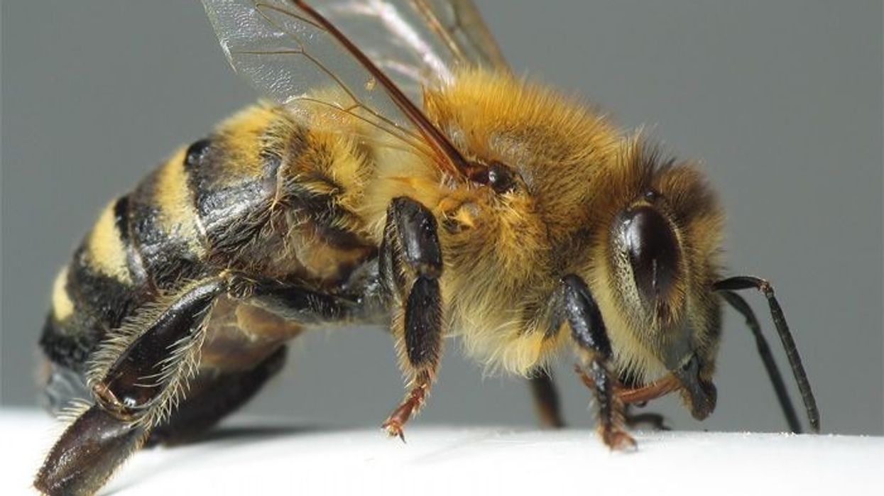 bee pgav