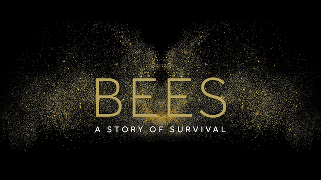 Bees a story of survival