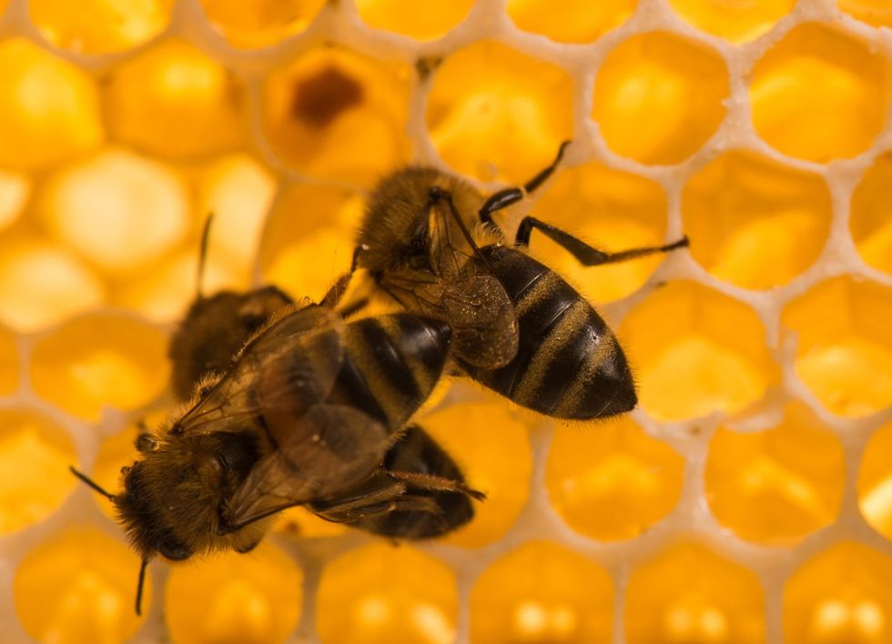 Bees working on a vibrant honeycomb close-up.