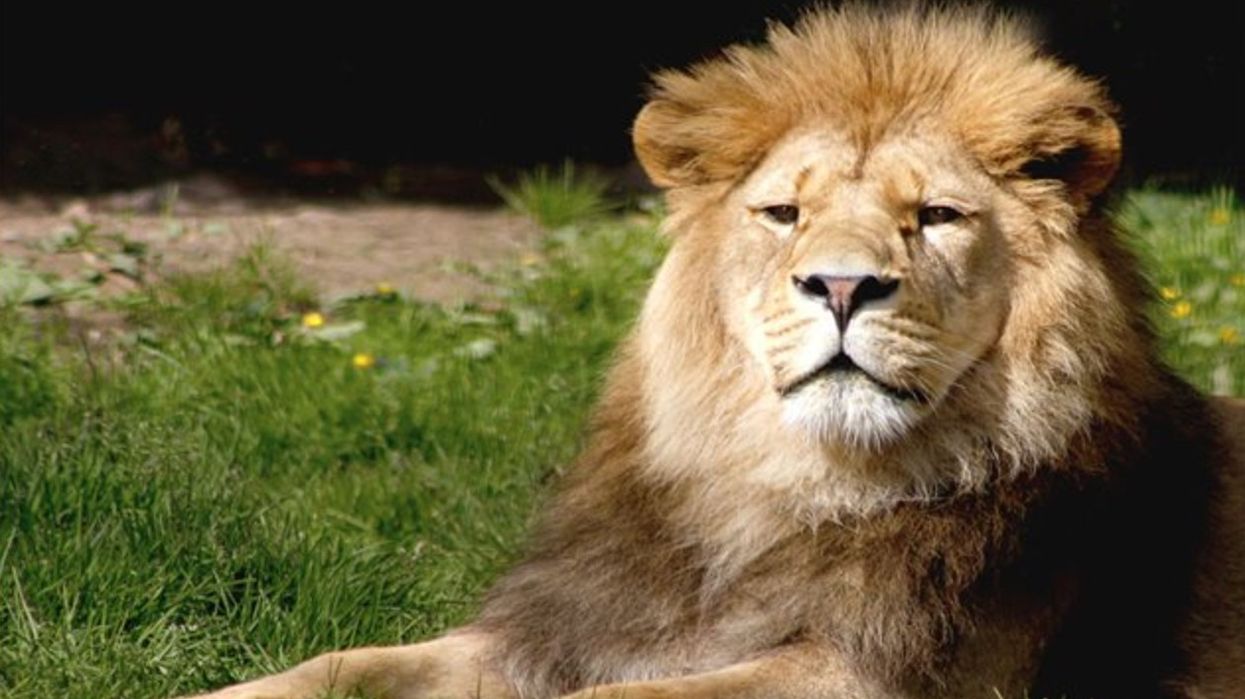 belfast zoo barbary lion