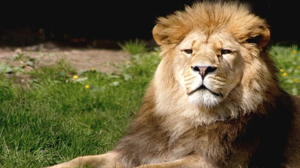 belfast zoo barbary lion