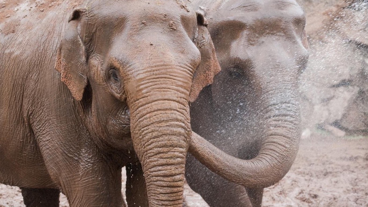 belfast zoo elephants