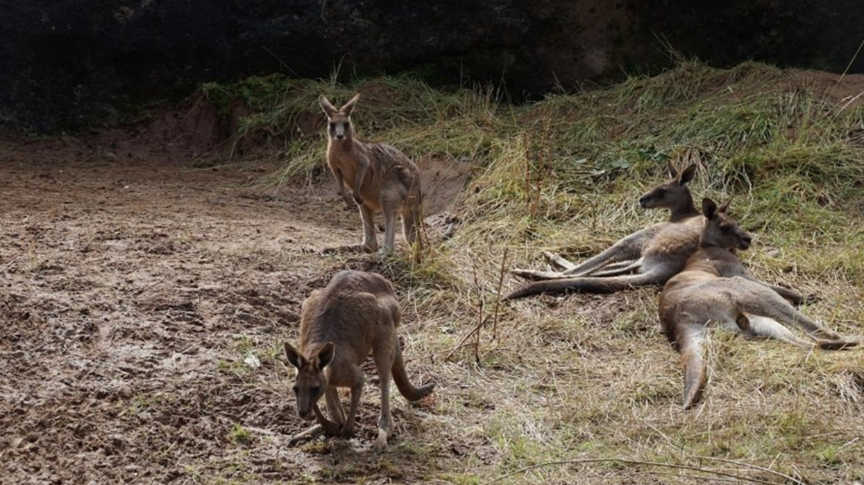 belfast zoo kangaroos