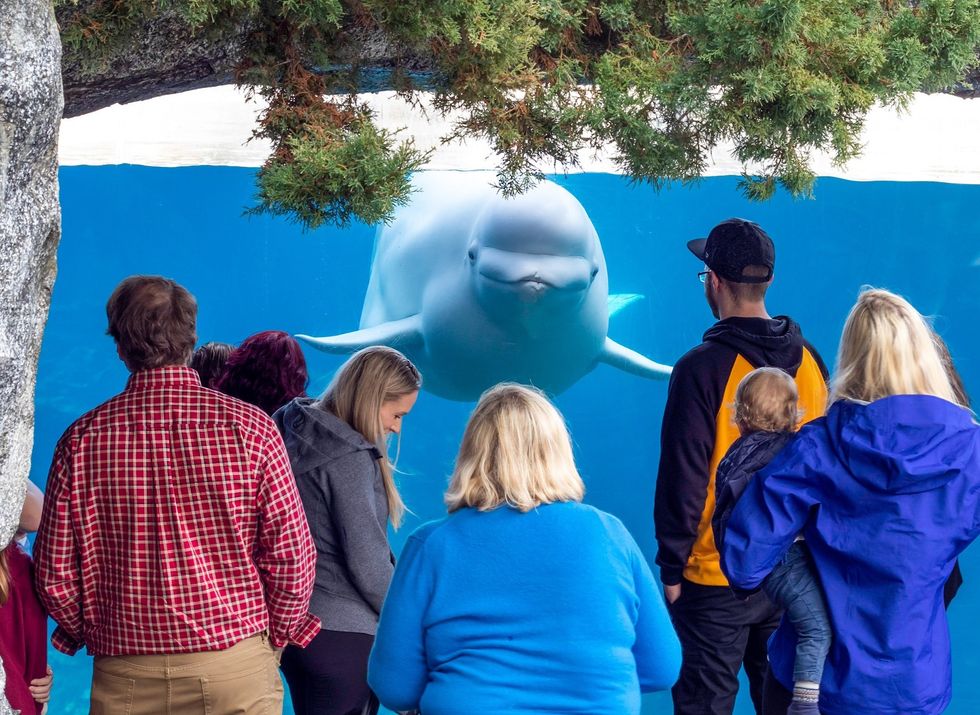 Beluga whale approaches a group of people at an aquarium viewing window.