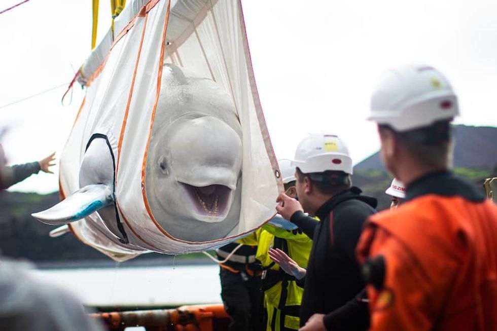 beluga whale arrives at SEA LIFE Trust sanctuary