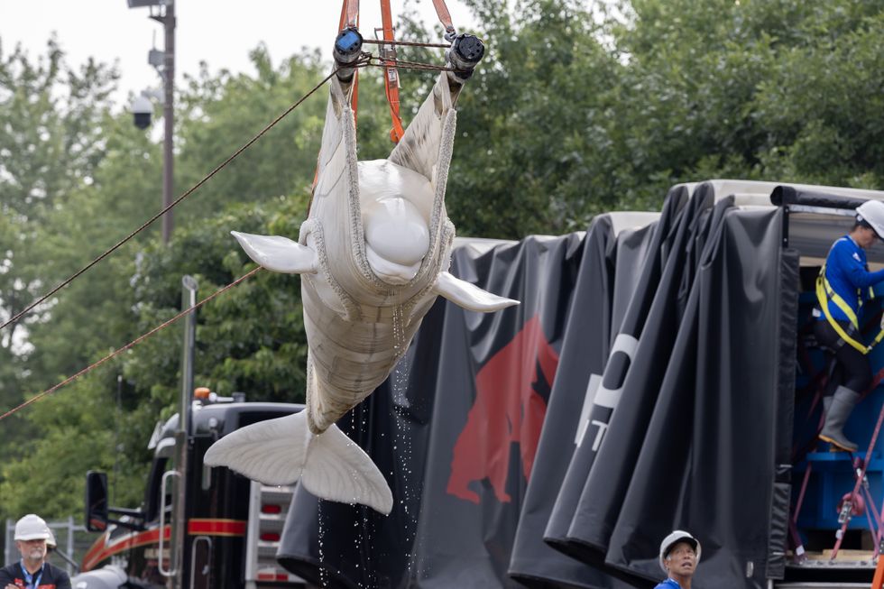 Beluga whale being lifted with a crane near a truck with people in hard hats watching.