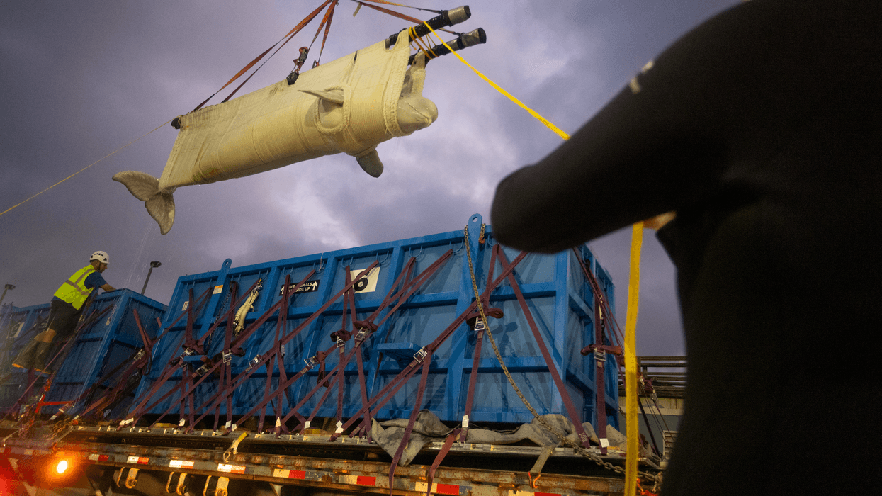 Beluga whale in harness lifted near blue container truck at twilight.