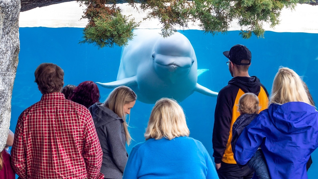 beluga whale mystic aquarium