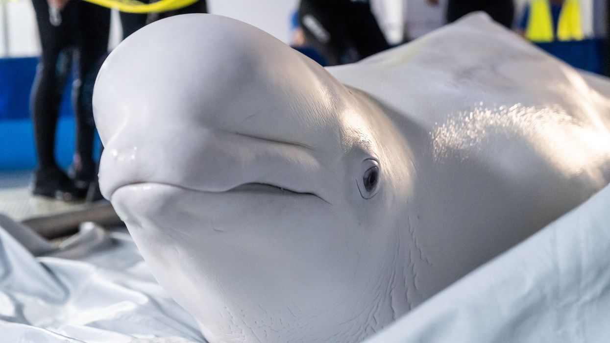 beluga whale rescue ukraine