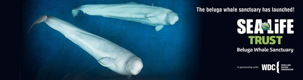 beluga whale sanctuary wdc