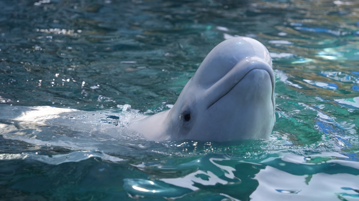 Beluga whale surfacing in clear blue water at SeaWorld