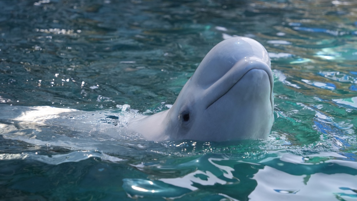 Beluga whale surfacing in clear blue water at SeaWorld