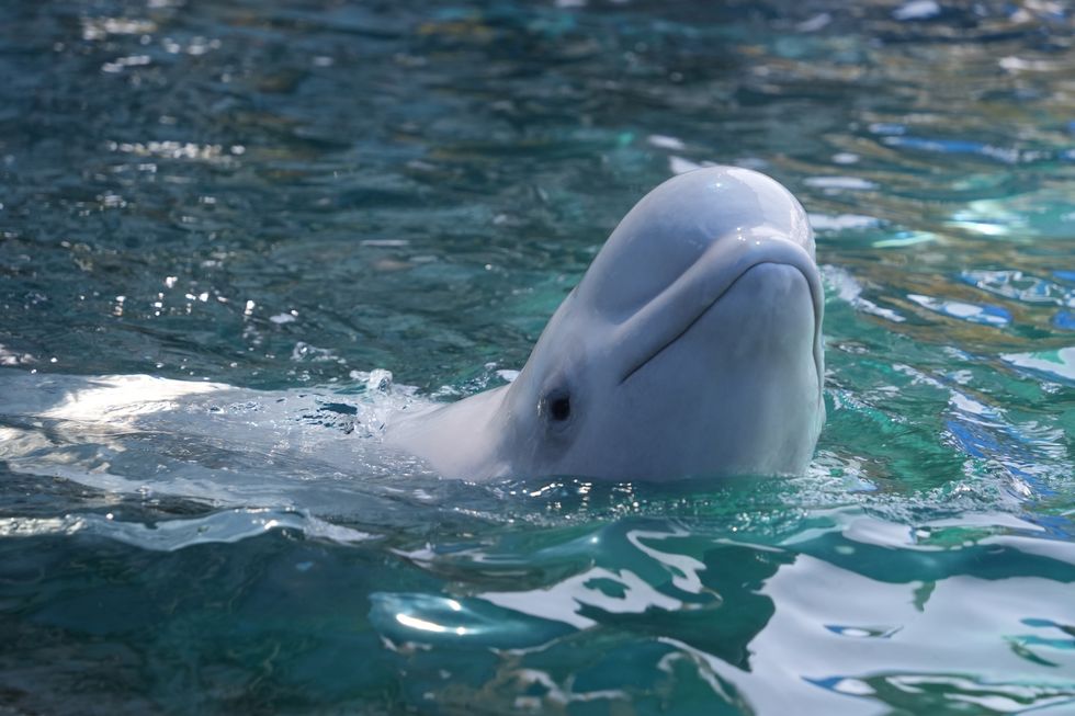 Beluga whale surfacing in clear blue water at SeaWorld