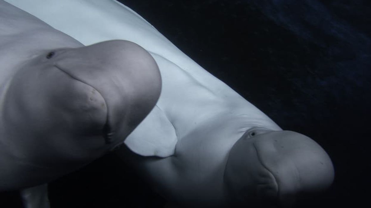 Beluga Whales Little White and Little Grey