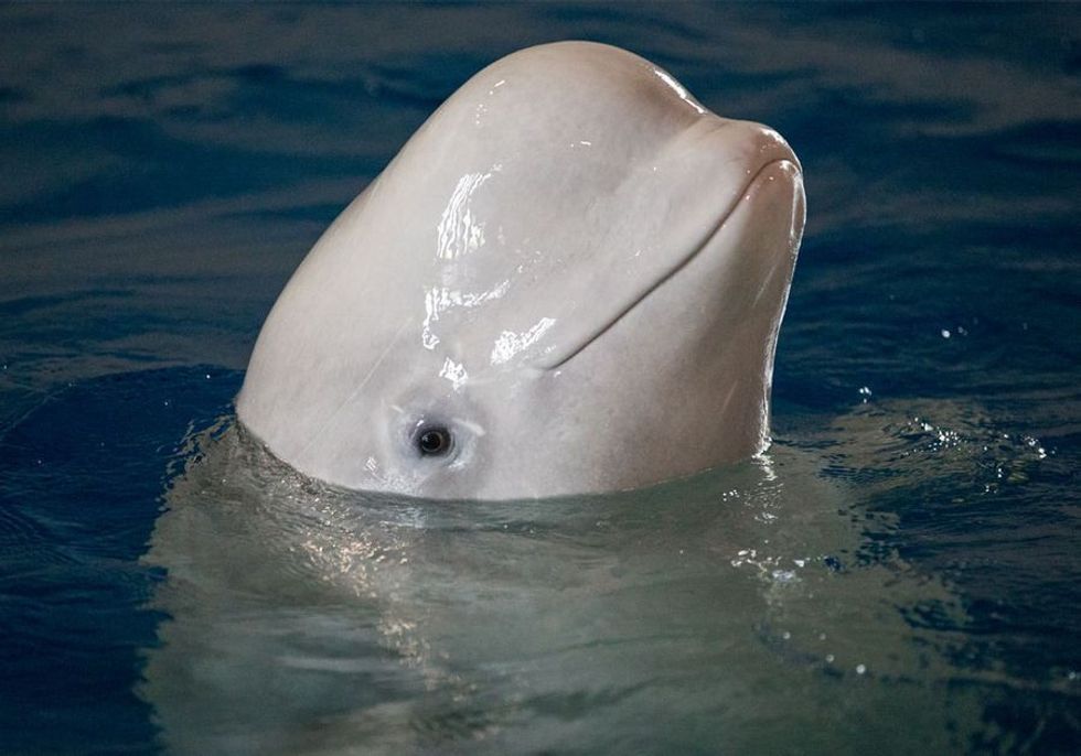 Beluga Whales, SEA LIFE Trust