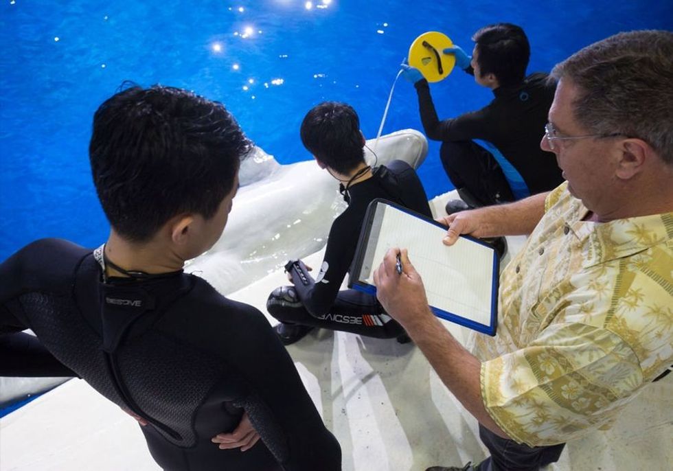 Beluga Whales, SEA LIFE Trust