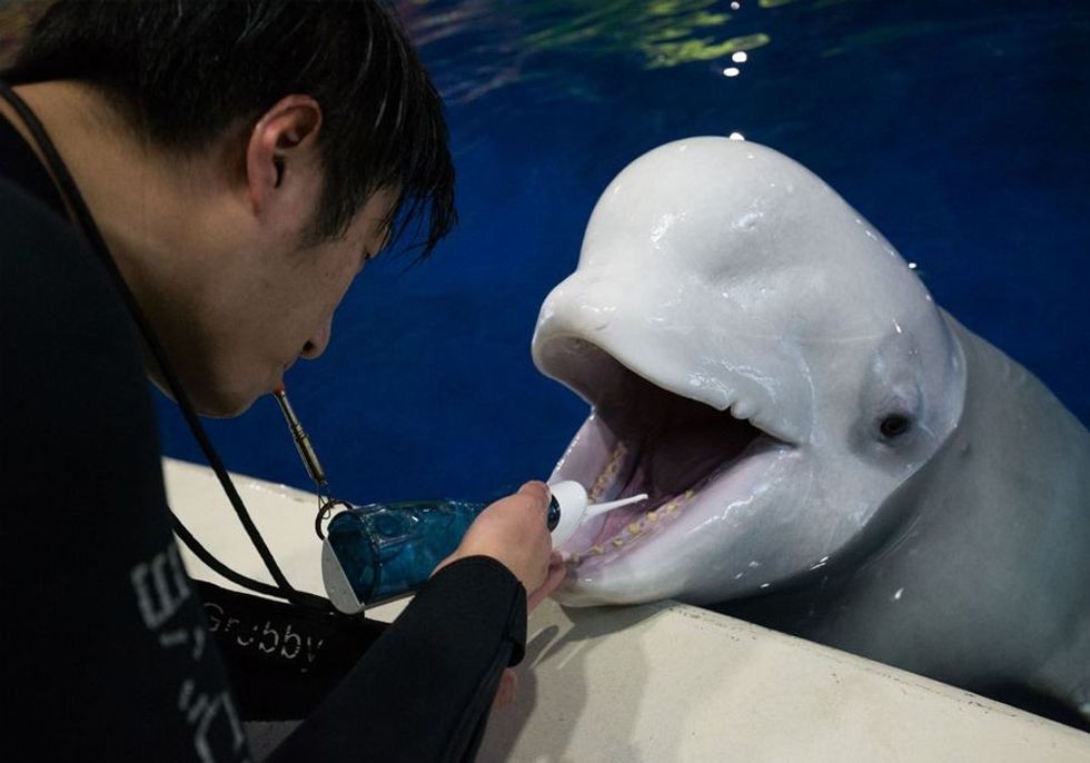 Beluga Whales, SEA LIFE Trust