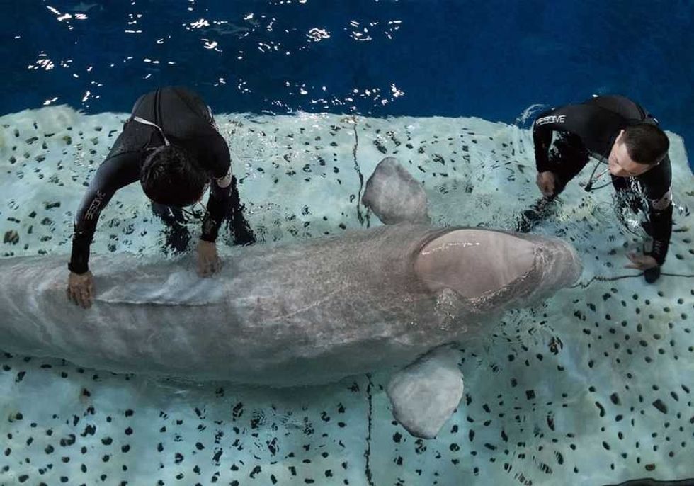 Beluga Whales, SEA LIFE Trust