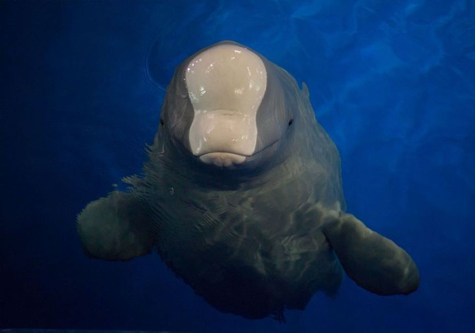 Beluga Whales, SEA LIFE Trust