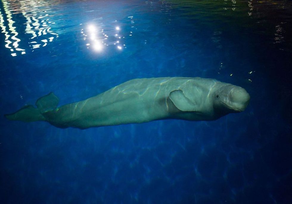 Beluga Whales, SEA LIFE Trust