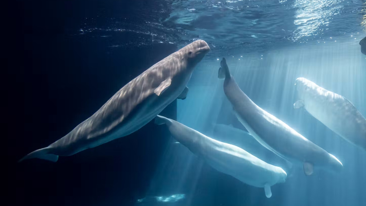 Beluga whales swimming underwater with light beams penetrating the water.