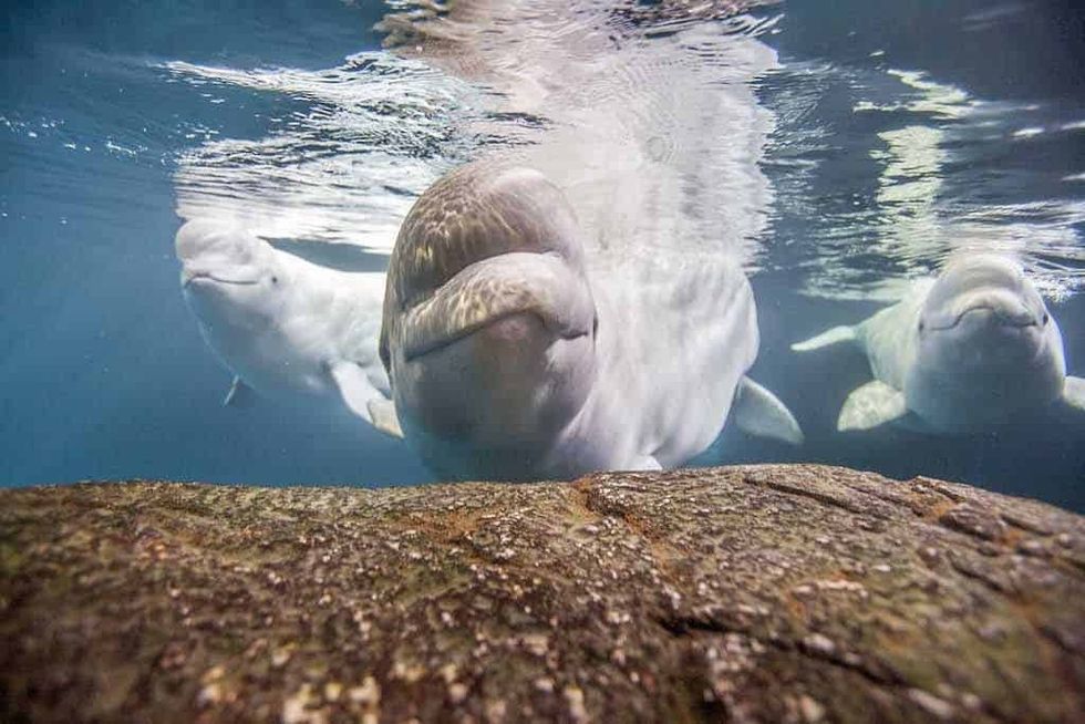 Beluga Whales
