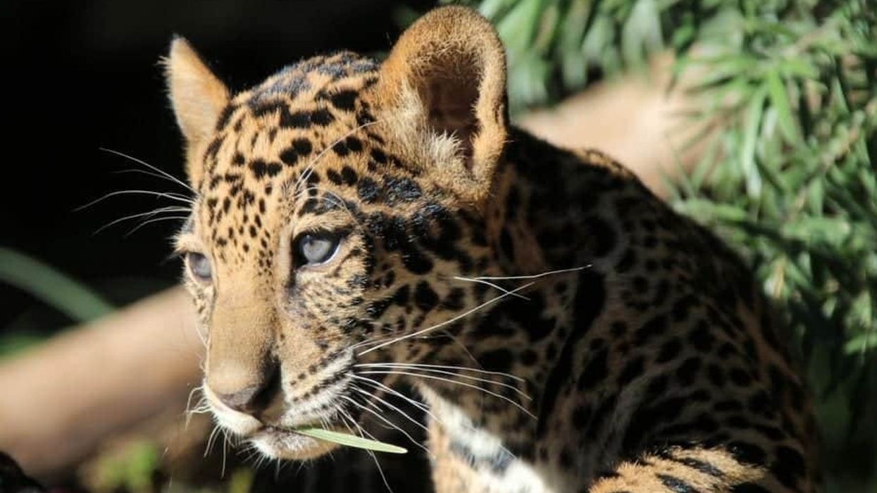 Big cats can be seen in San Antonio Zoo's new drive-thru tour, a new initiative during the COVID-19 closure top zoos and aquariums US