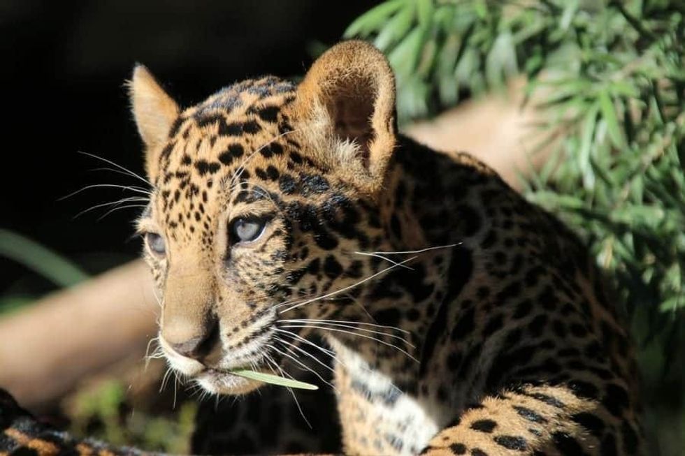 Big cats can be seen in San Antonio Zoo's new drive-thru tour, a new initiative during the COVID-19 closure