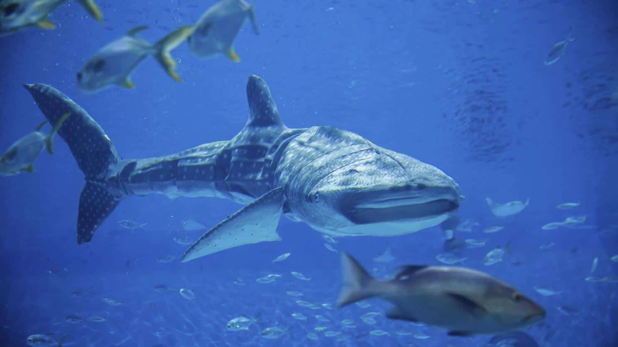 bionic whale shark
