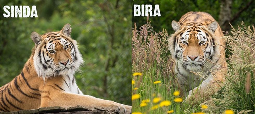 Bira-and-Sinda-knowsley