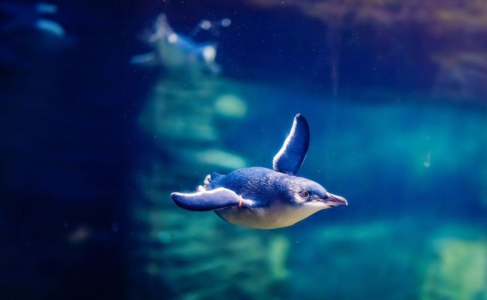 birch aquarium penguin