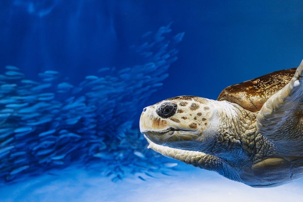 Birch Aquarium’s popular rescued Loggerhead Sea Turtle swims with schooling sardines in Living Seas