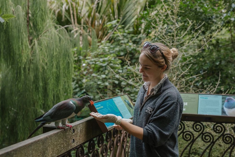 Bird forestry keeper at Auckland Zoo