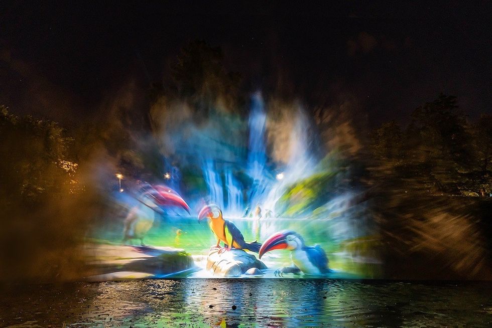 Bird Projection