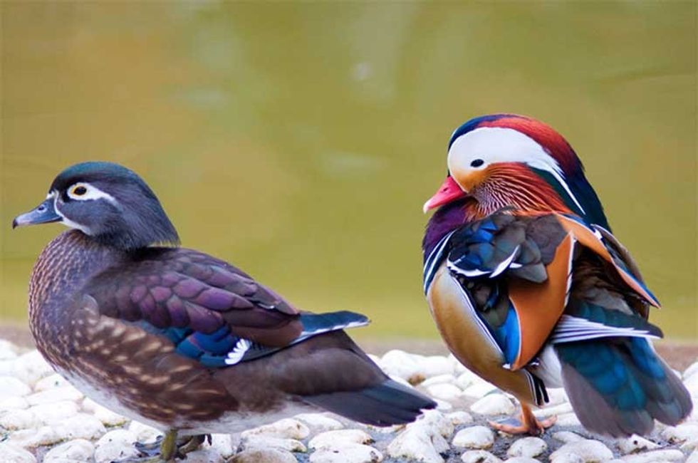 birds Ramoji Film City
