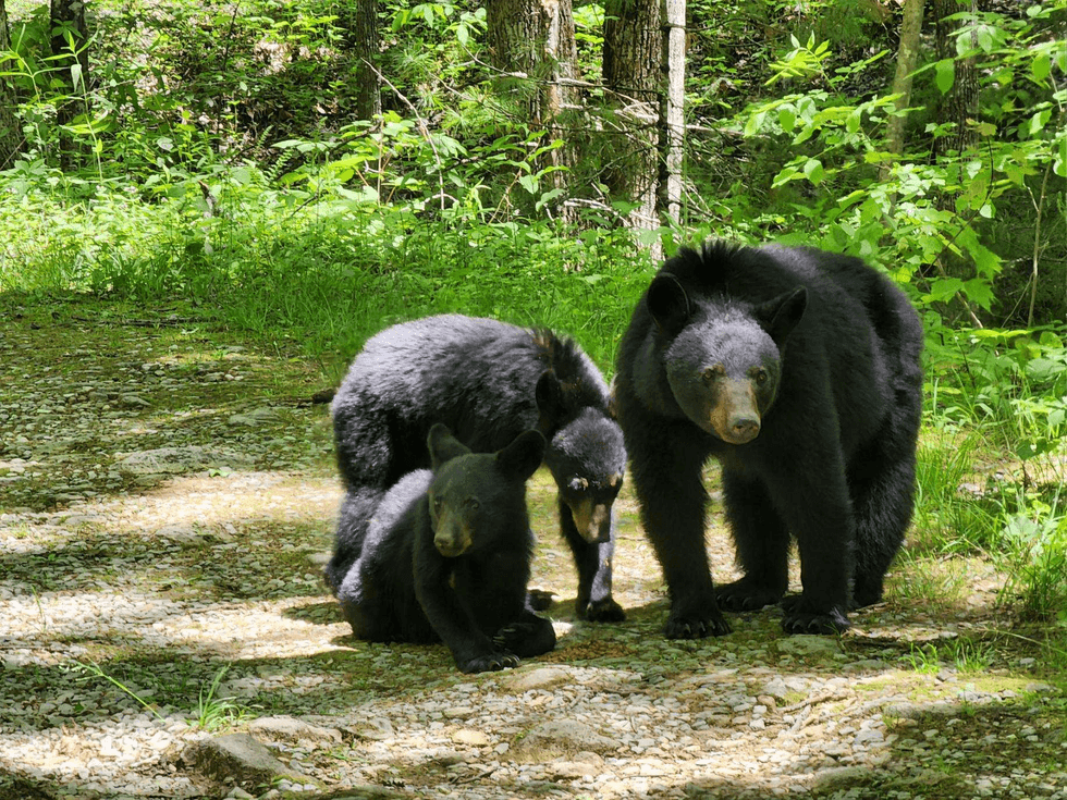 black bears