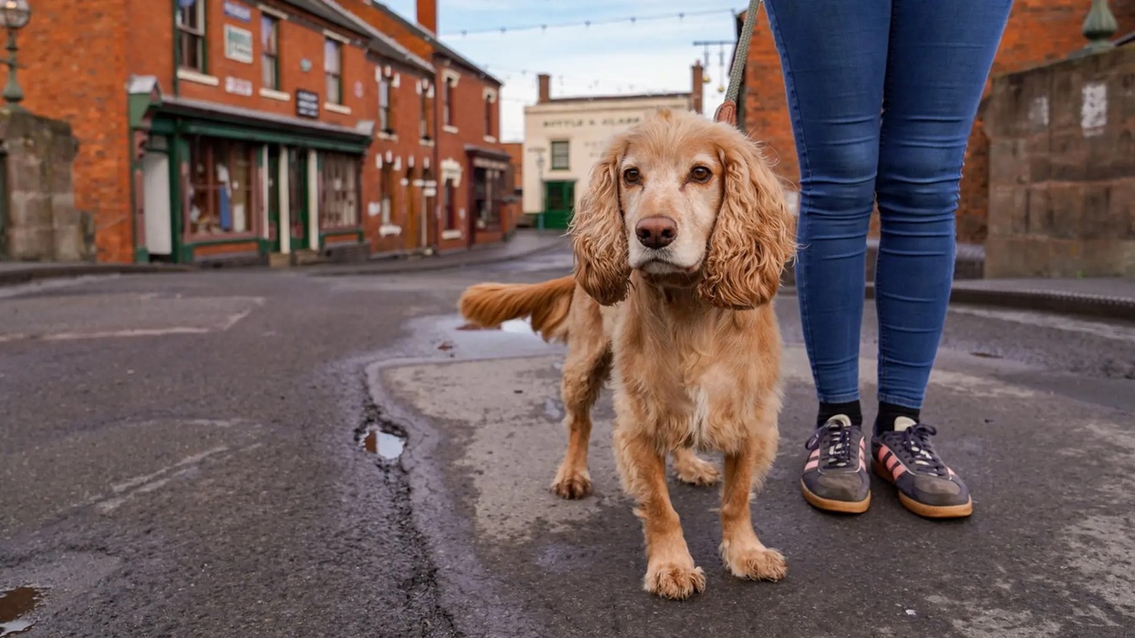 black country living museum dogs