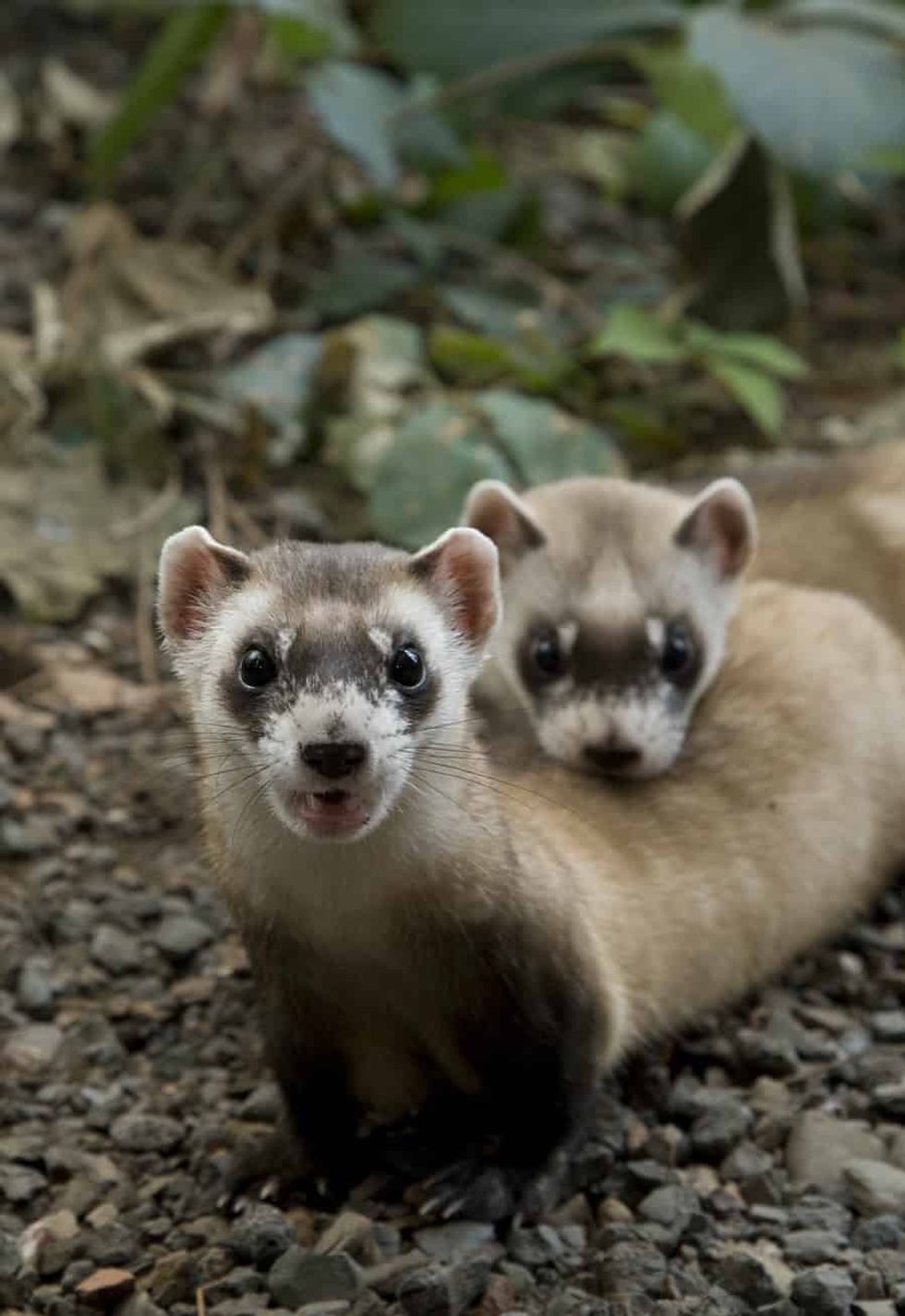 Black-footed-ferrets