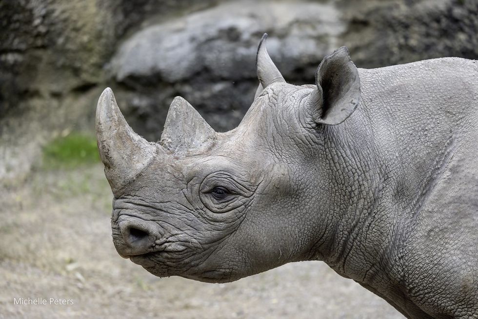Black Rhino at Cincinnati Zoo