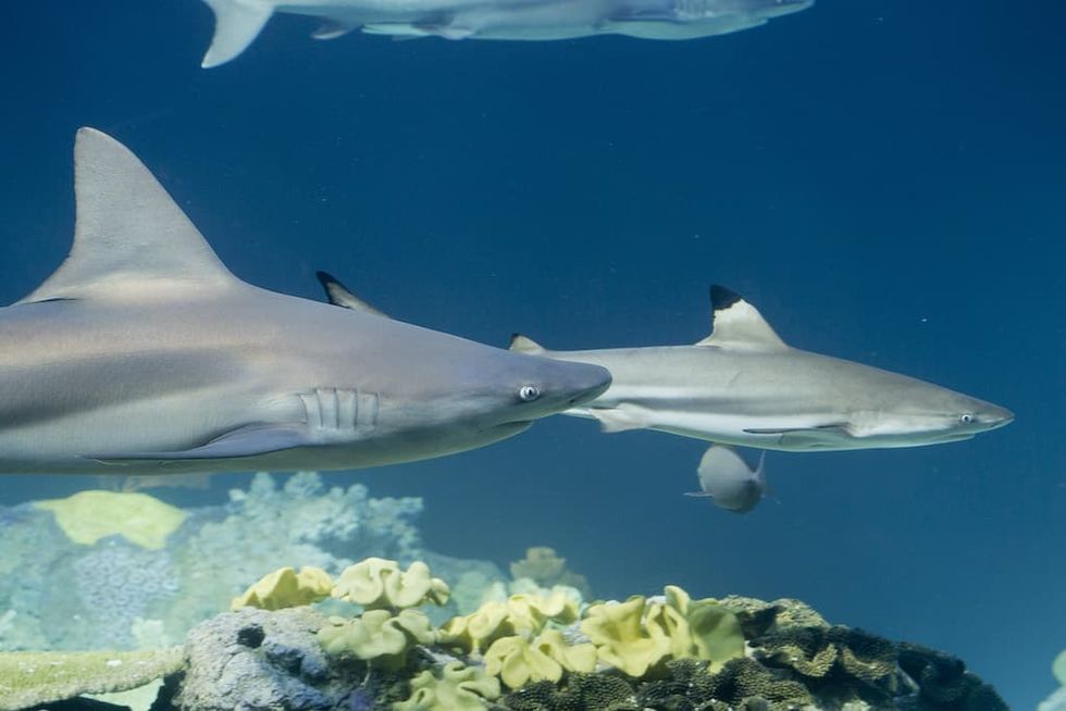 Black tip reef sharks