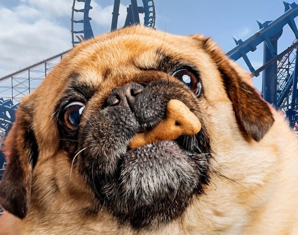 blackpool pleasure beach dog days