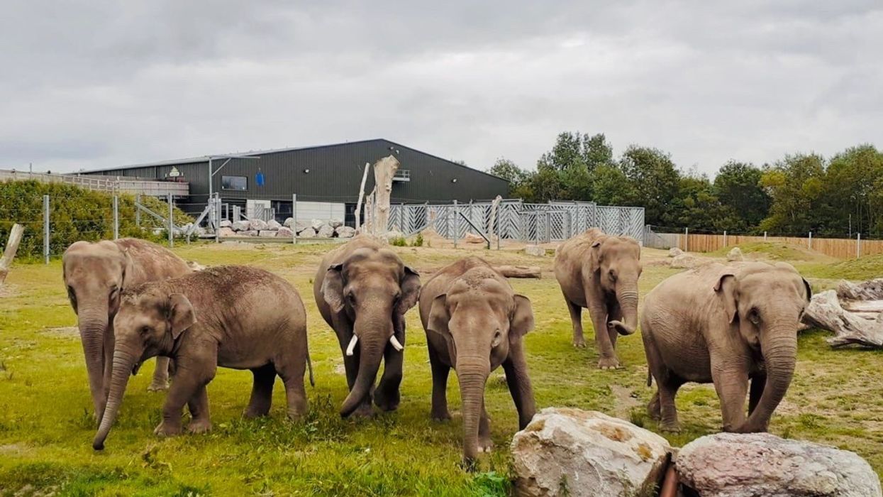 blackpool zoo elephants