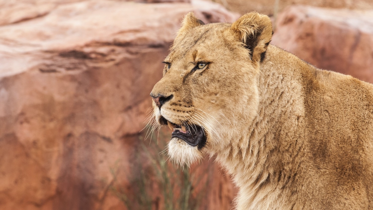 blackpool zoo lion