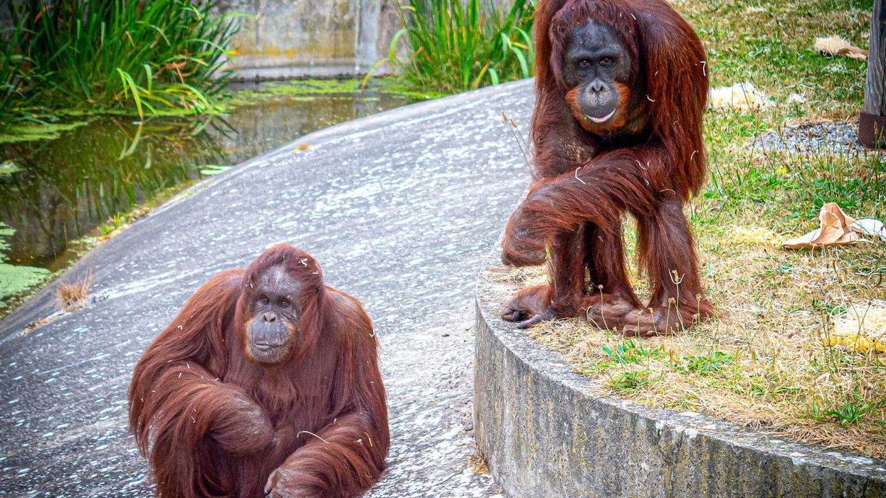 blackpool zoo orangutans