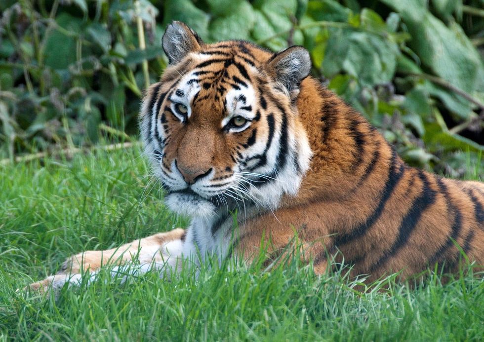 blackpool zoo tiger