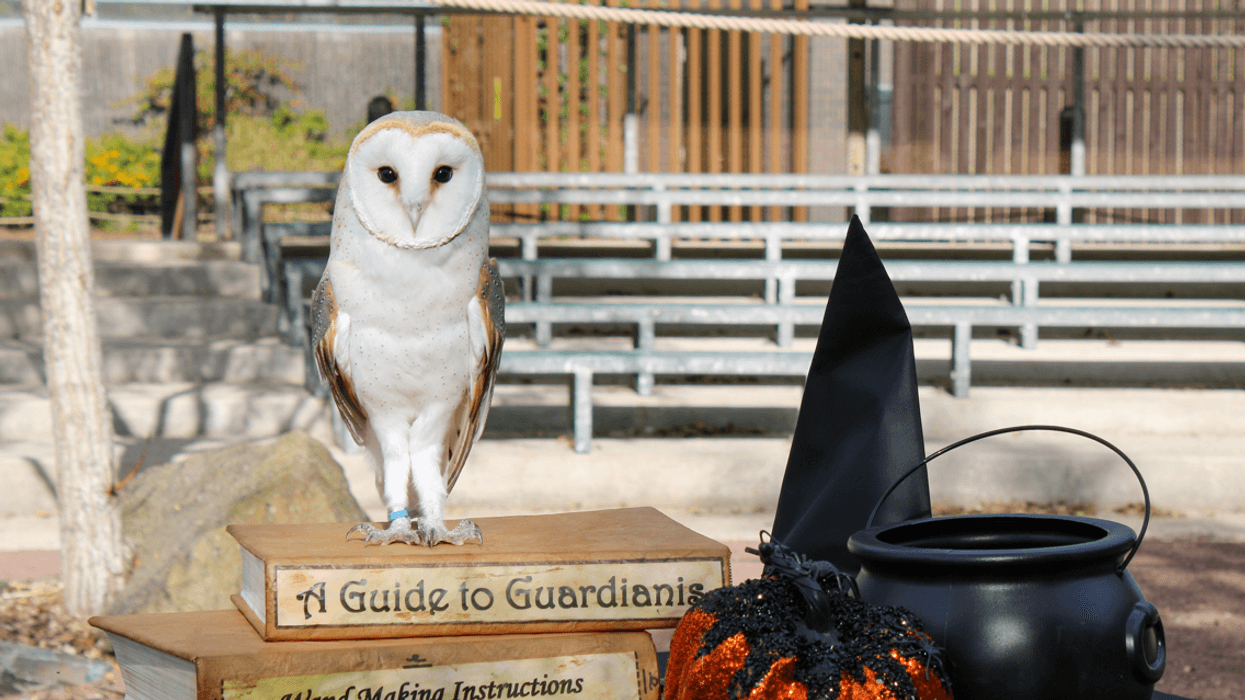 blackpool zoo wizarding wildlife school