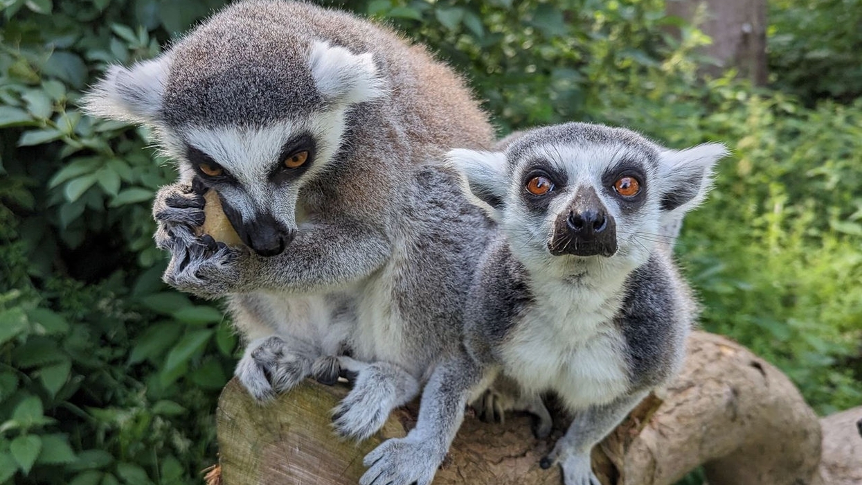 blackpool zoo
