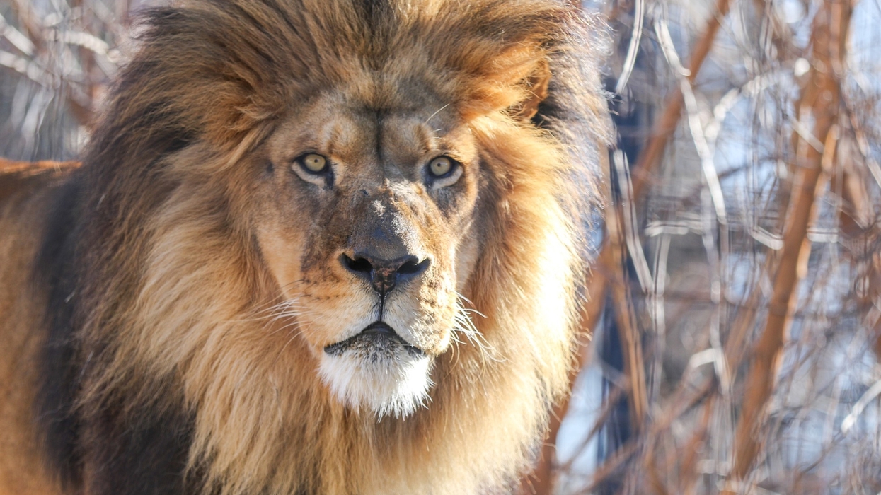 blank park zoo lion