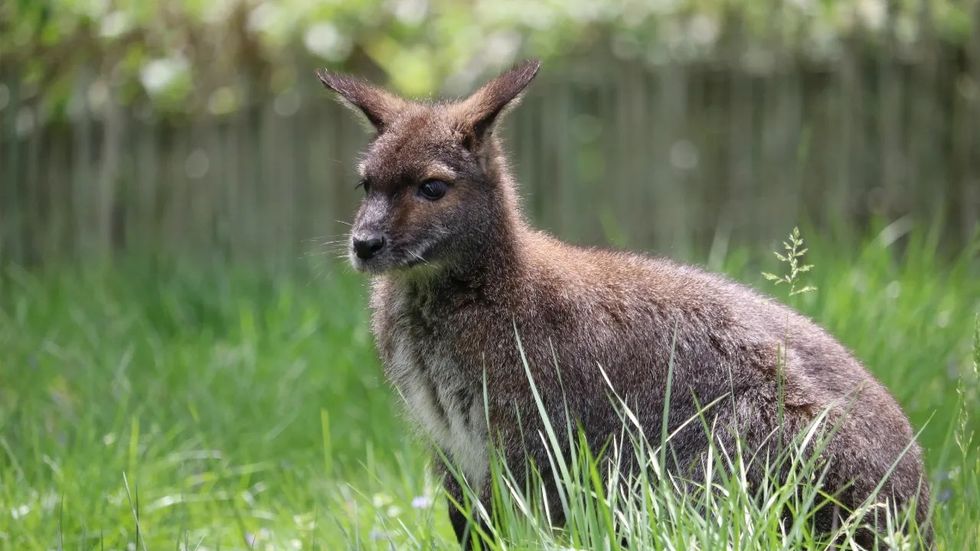 blank park zoo wallaby